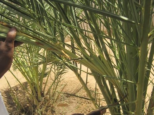 (31) Al Nakhla - The Date Palm Tree